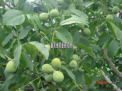 大量供應(yīng)口碑好的8518核桃苗——煙臺(tái)8518核桃苗哪家好