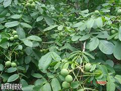 煙臺8518核桃苗信息_優惠的8518核桃苗新天地果業供應