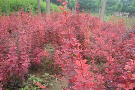 红叶小檗供应|山东紫叶小檗种植基地|江苏红叶小檗种植基地