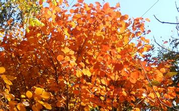 【火紅的日子】【山東紅櫨價格//紅櫨批發基地-紅櫨批發價格】