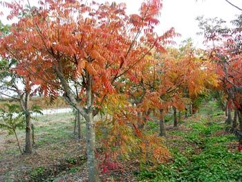 【Cool?。　可綎|龍柱碧桃基地【河北龍柏基地】山東紅櫨價格