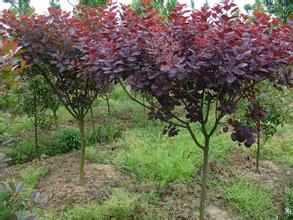 山東紅櫨價格【New年紅紅火火】紅櫨批發(fā)價格【紅櫨種植基地】