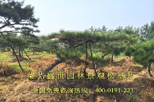 &主要看那氣質(zhì)&廣東造型景觀松價(jià)格/景觀松基地