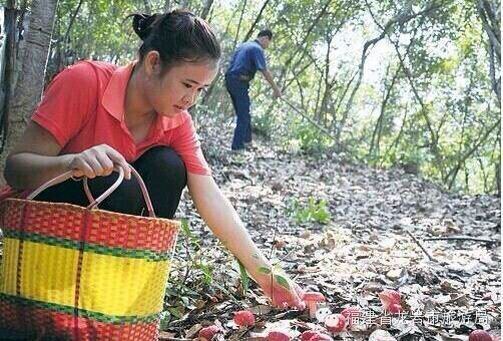 供应厦门{zh0}的优质红菇：优质红菇价位