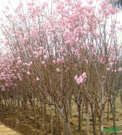 精品樱花树出售_樱花许昌种植基地