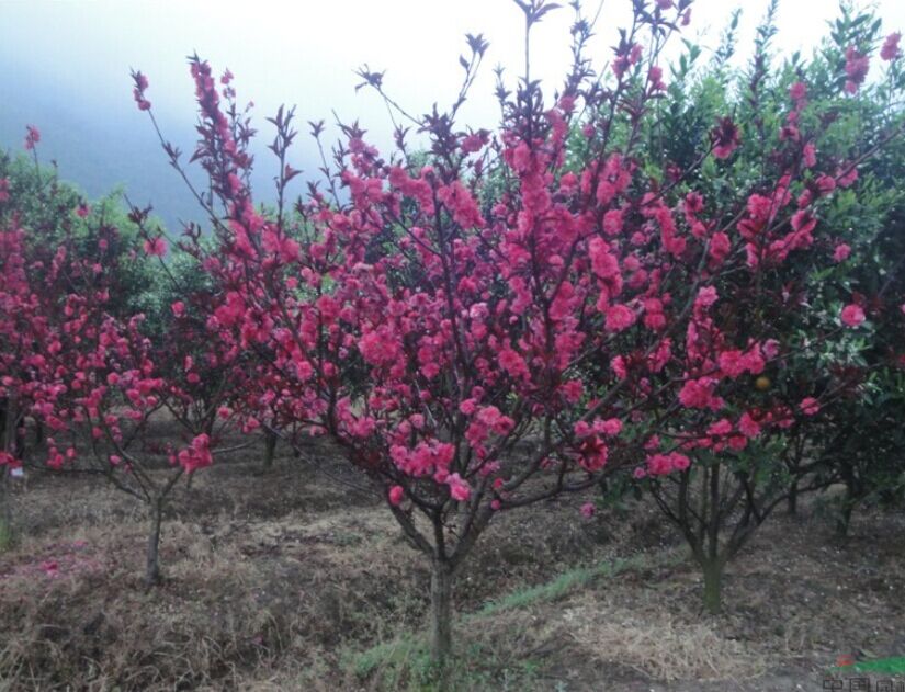 優(yōu)質(zhì)紅葉碧桃{sx}憶江南園林綠化有限公司_紅葉碧桃鄢陵生產(chǎn)基地