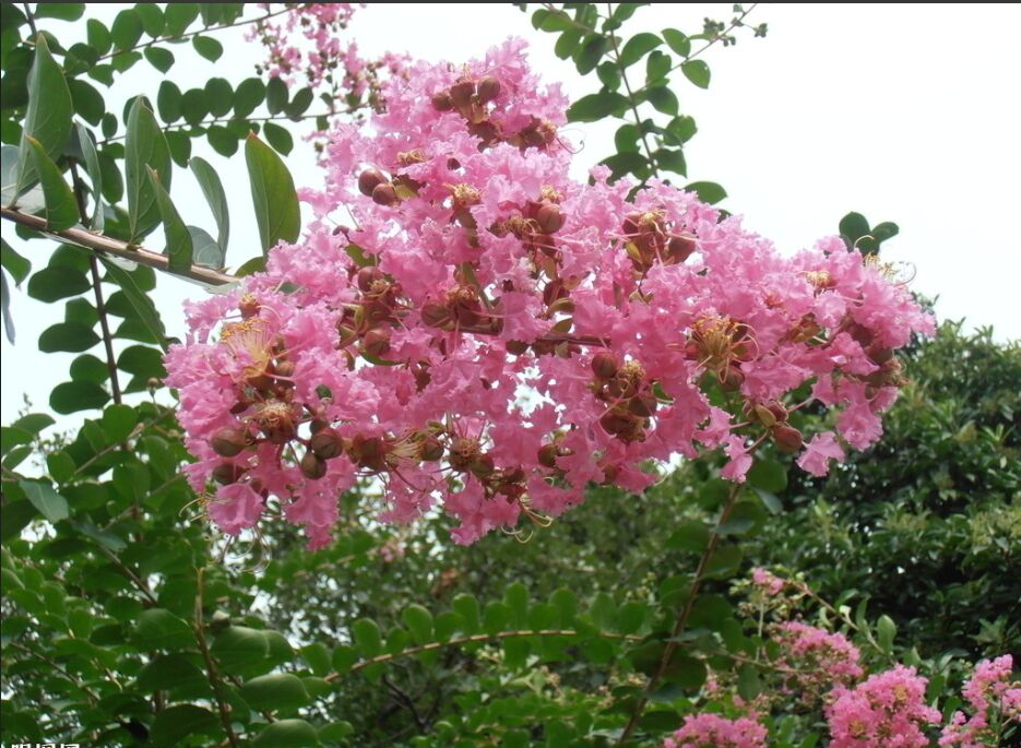 供應(yīng)河南完好的百日紅：百日紅許昌種植基地