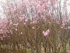 优惠的樱花树出售 樱花河南种植基地