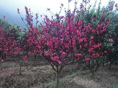 紅葉碧桃許昌生產(chǎn)基地_河南優(yōu)質(zhì)紅葉碧桃批發(fā)