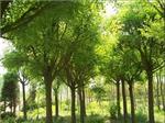 供应河南优质的国槐：国槐鄢陵种植基地
