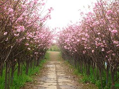 櫻花生產基地，河南精品櫻花出售