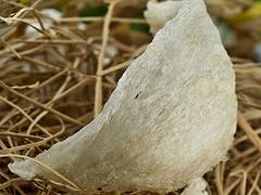 愛立方商貿優質的優質燕窩出售：燕窩物美價廉