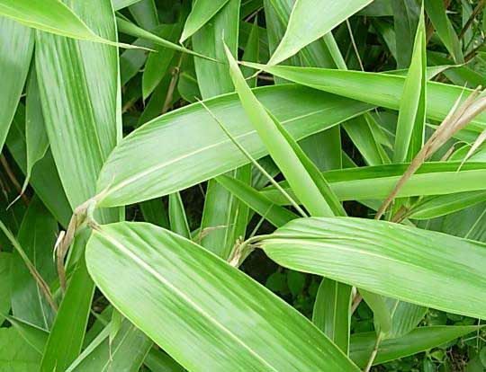玉蘭小苗價格 供應山東好種植的廣玉蘭
