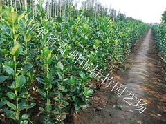 天津北海道黃楊，優(yōu)質(zhì)的北海道黃楊推薦