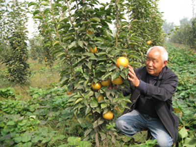 山东梨树苗木批发基地，鸿运苗圃众人都选择，您还担心什么