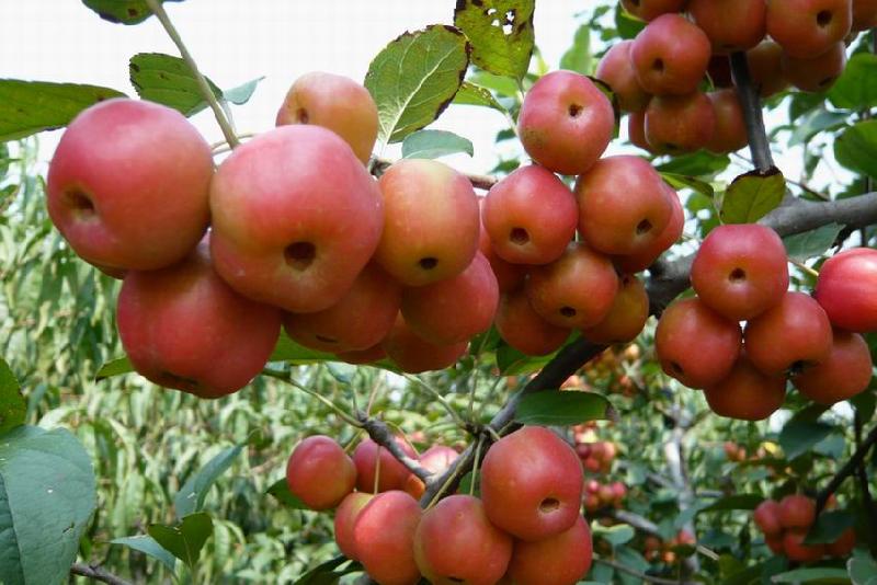 山東冬紅果海棠種植基地，為迎接雙十一搞活動，價格超低