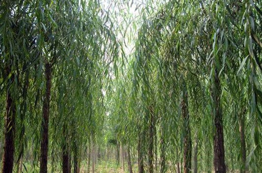 臨沂梨花海棠苗基地【標準化種植】，全方位營銷，贏得更多客戶