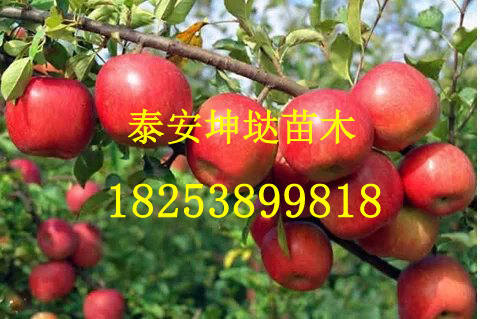 山東紅葉櫻花價(jià)格 優(yōu)質(zhì)的紅葉櫻花批發(fā)