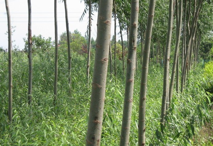 山東蘭田苗木基地，眾人都選擇的草莓果凍海棠基地，您還擔(dān)心什么