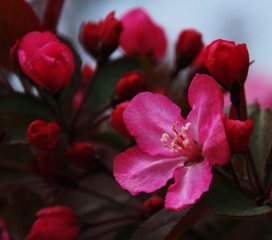 临沂草莓果冻海棠种植基地【首推】兰田苗木，行业{lx1}值得信赖