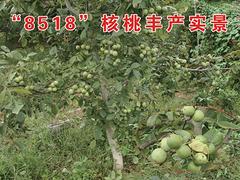 sqyz的8518核桃生產(chǎn)基地就是潤(rùn)蒲核桃種植有限公司，8518核桃樹苗