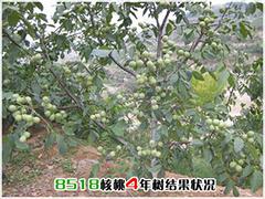 許昌8518核桃苗種植基地——貴州8518核桃苗