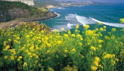 福州至韓國濟州島|哪家公司有提供cdj的福州到韓國旅游