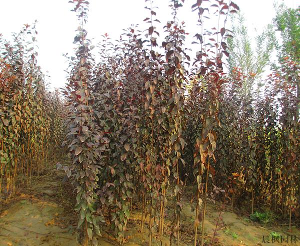 澳門金葉復(fù)葉槭種植基地，易種植的金葉復(fù)葉槭推薦