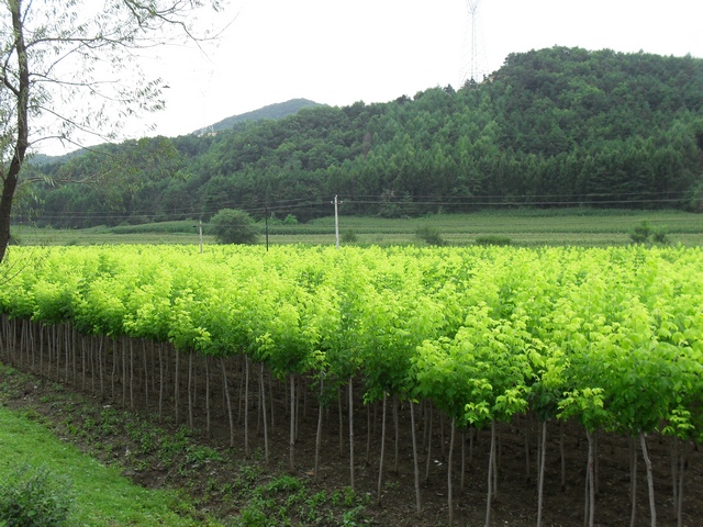 澳门金叶复叶槭种植基地，易种植的金叶复叶槭推荐