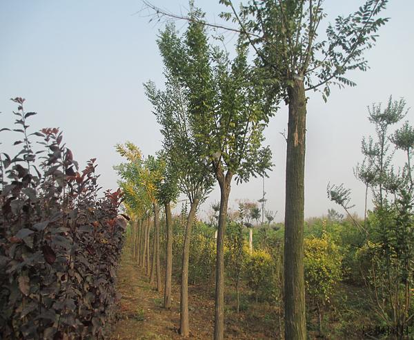 金葉復(fù)葉槭種植基地，品種好的金葉復(fù)葉槭價(jià)格怎么樣