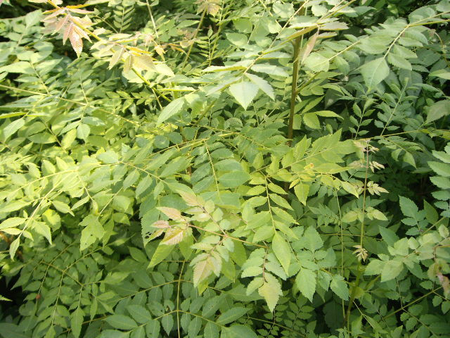 栾树种植基地 优质栾树种植基地