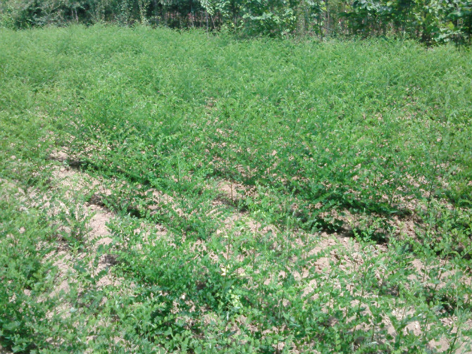 國槐種植基地——易成活的國槐推薦