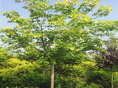 大量出售河南國槐——許昌綠化國槐