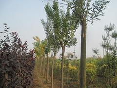 許昌哪家頂桿國槐種植基地可信賴，漯河定桿國槐