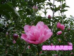許昌鄢陵金葉復葉戚種植基地怎么樣，供銷金葉復葉戚