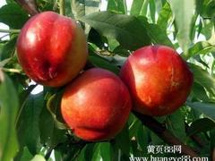 映霜紅桃樹苗上哪買好 供應(yīng)映霜紅桃苗