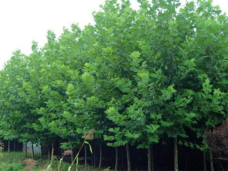 速生法桐种植基地|速生法桐苗木基地|方林|山东速生法桐