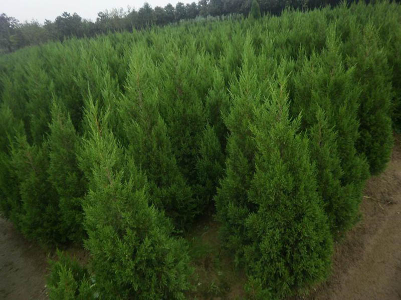 【圖】山東蜀檜種植基地|山東蜀檜批發|山東蜀檜種植-方林
