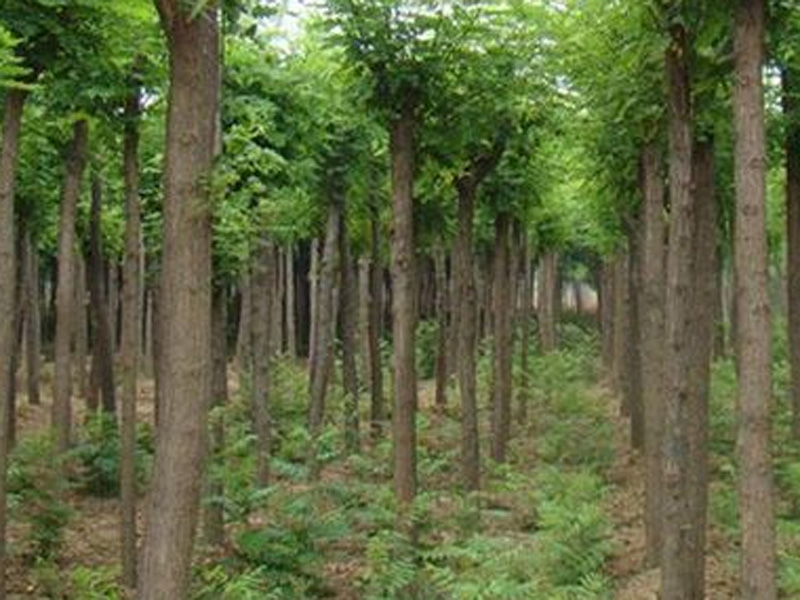 【图】山东刺槐批发（刺槐批发基地）刺槐的种植技术-方林