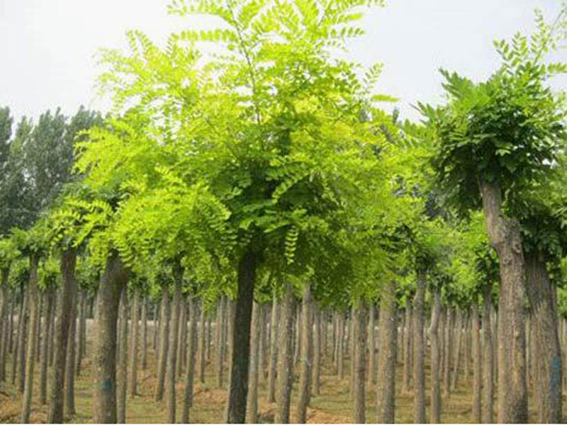 山東刺槐批發(fā)_方林_刺槐樹苗批發(fā)_刺槐的種植技術-方林