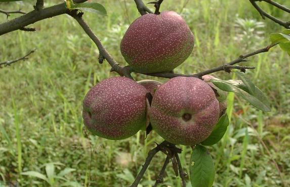 貴州【皺皮木瓜】專業(yè)種植批發(fā)，基地實力創(chuàng)造價值