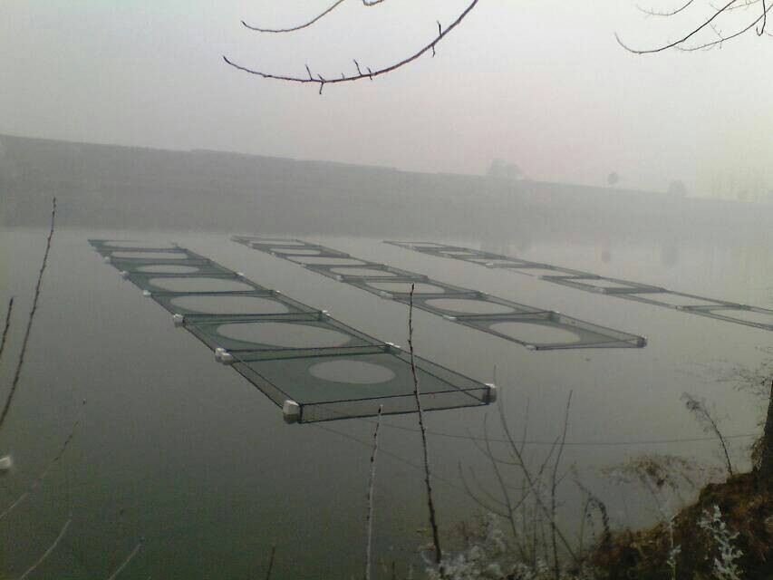 辽宁鳜鱼苗批发/辽宁鳜鱼苗养殖基地/基地直销价格超给力