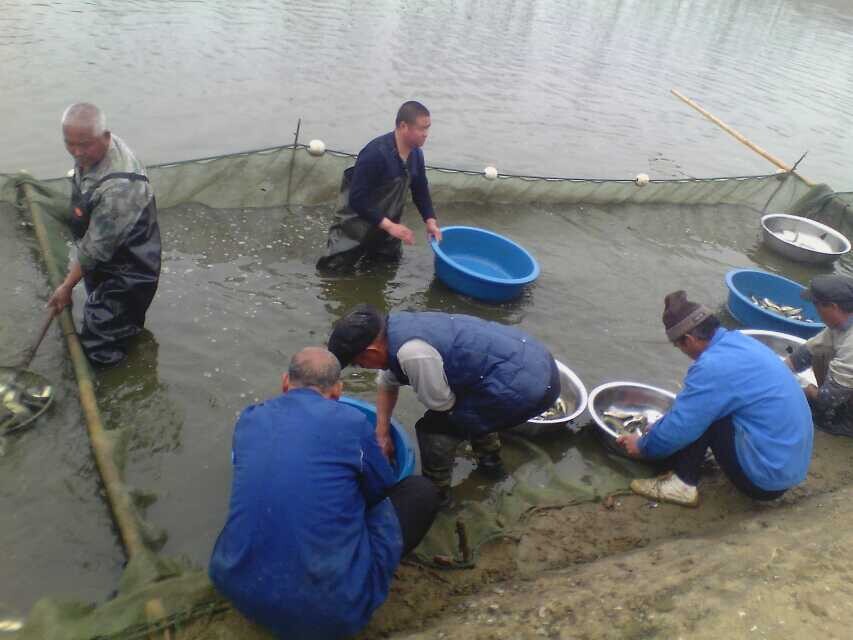 【推薦企業】【天津鱖魚苗批發|天津鱖魚苗養殖基地】