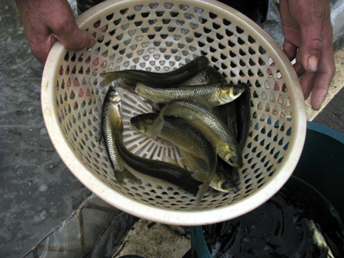 【雙十一優(yōu)惠活動(dòng)】山東鯉魚(yú)苗報(bào)價(jià)|山東鯉魚(yú)苗哪家好