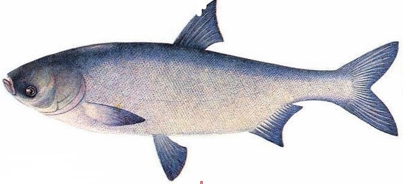 【量大從優(yōu)】濟南白鰱魚苗養(yǎng)殖場低價批發(fā)高品質(zhì)魚苗