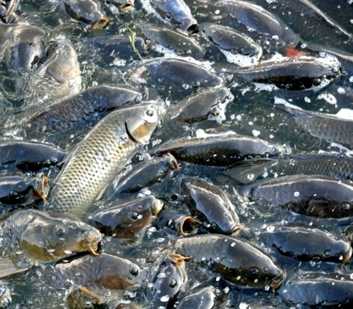 湖北鯉魚魚苗批發(fā)直銷【價格優(yōu)惠】，品質(zhì)上乘，強烈推薦