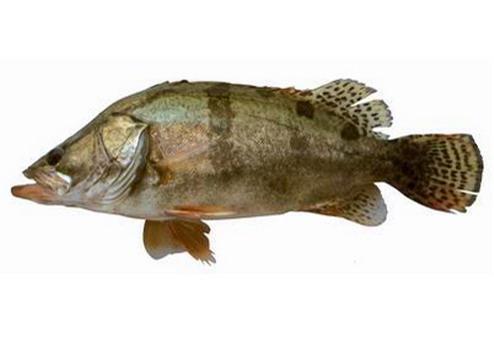 合肥花鰱魚苗養(yǎng)殖基地培育魚苗【適應(yīng)性廣泛】，歡迎咨詢
