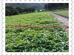 蝶蘭價(jià)格如何|專業(yè)蝴蝶蘭市場價(jià)格情況