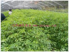 崇義半楓荷——口碑好的半楓荷出售