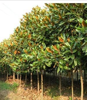 價位合理的銀杏種植基地_河南優質銀杏苗種植基地推薦